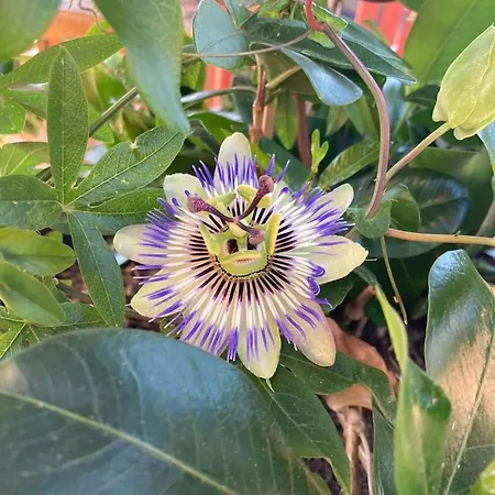 Le Gambetta Hotel 2*