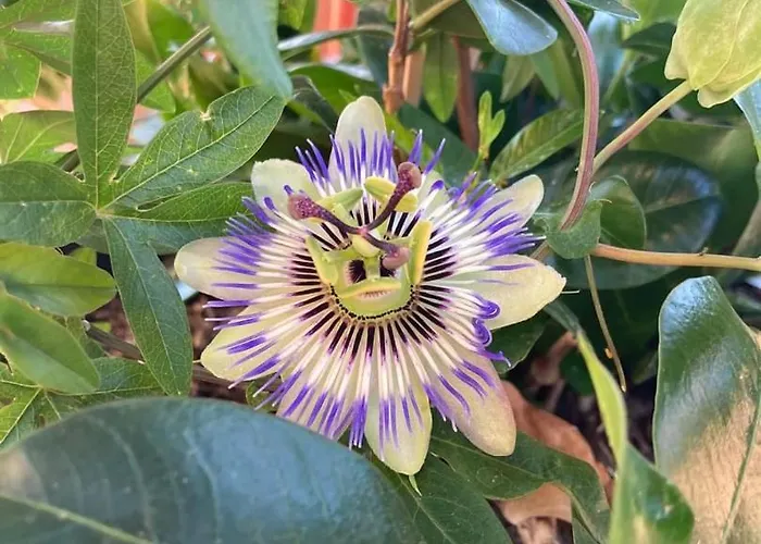 Le Gambetta Ξενοδοχείο 2*